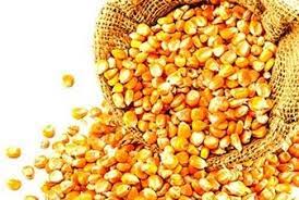 MAIZ AMARILLO POR KILO
